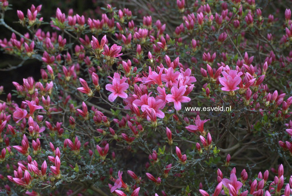 Azalea 'Silvester'