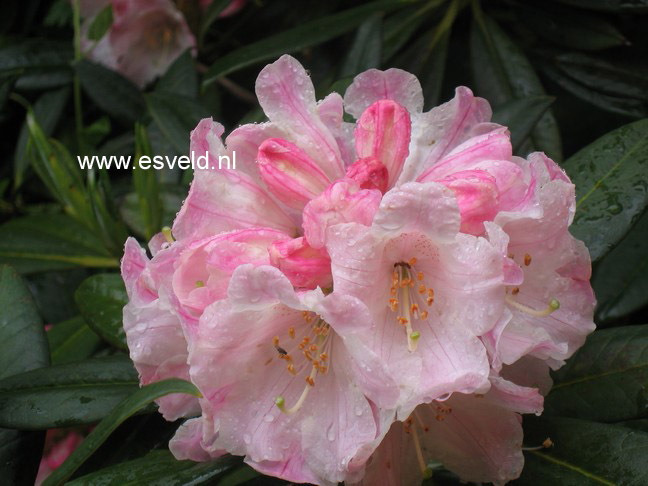 Rhododendron insigne