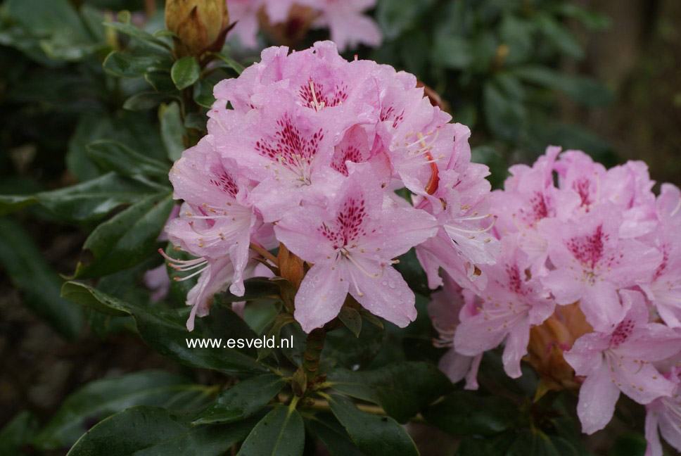 Rhododendron 'Cheer'