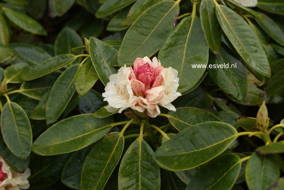 Rhododendron 'Elsie Straver'