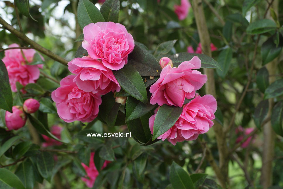 Camellia japonica 'Debbie'