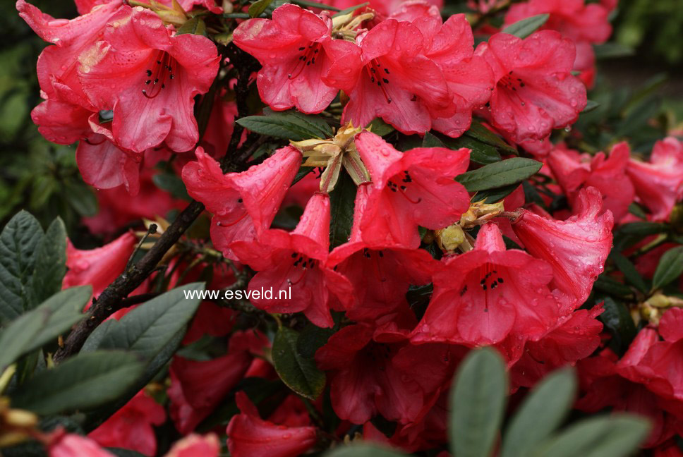 Rhododendron 'Elizabeth'