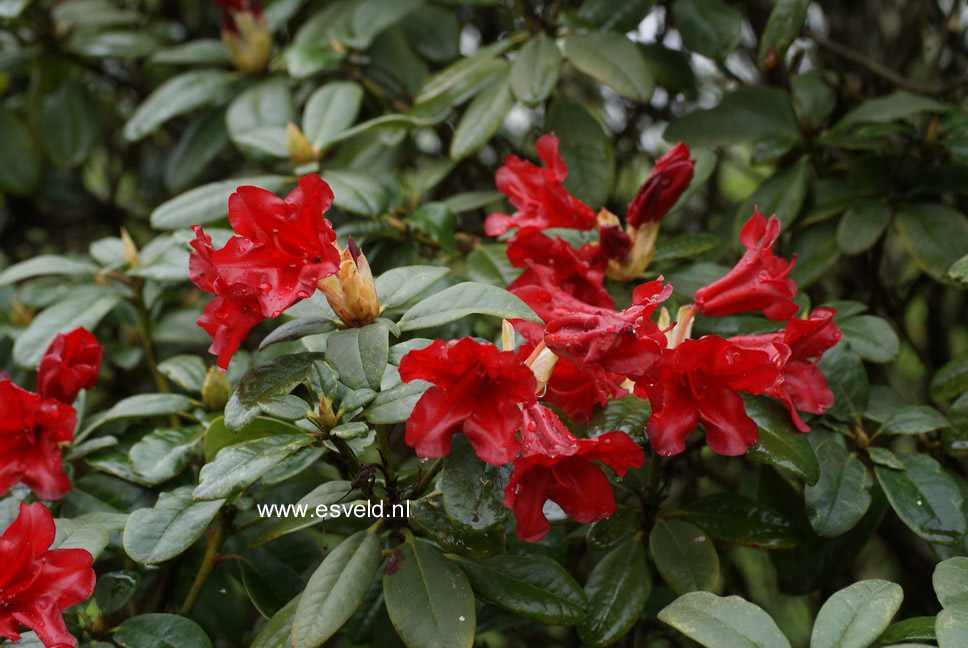 Rhododendron 'Bengal'