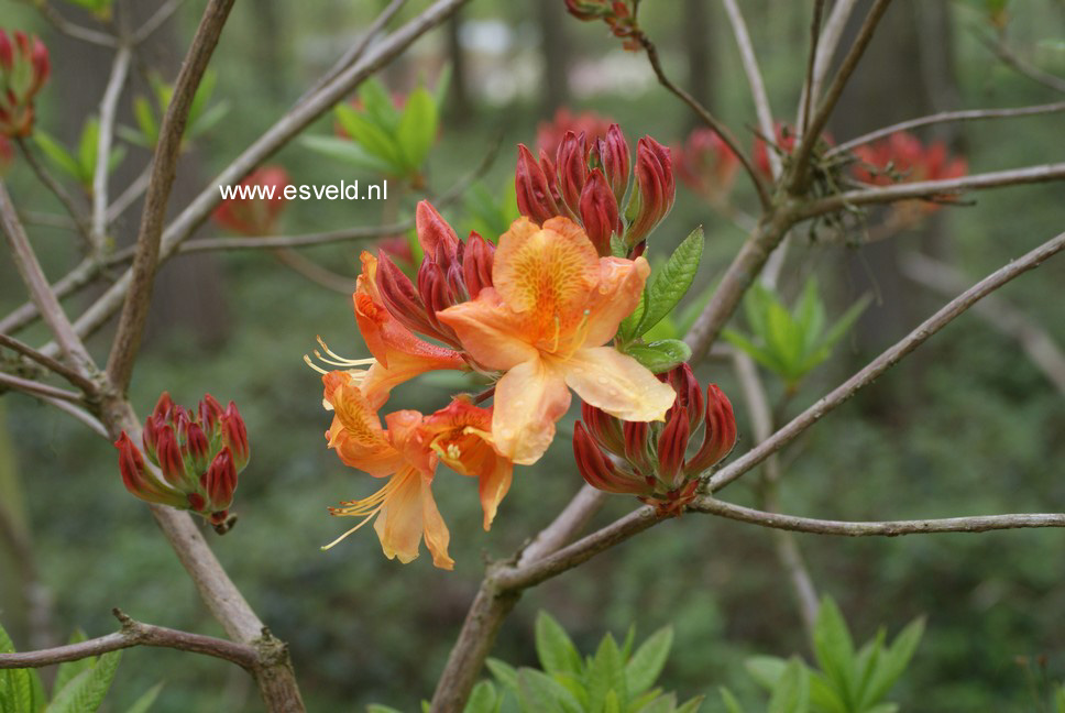 Azalea 'Christopher Wren'