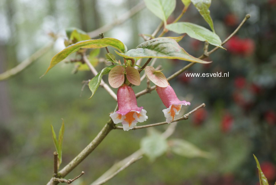 Dipelta ventricosa