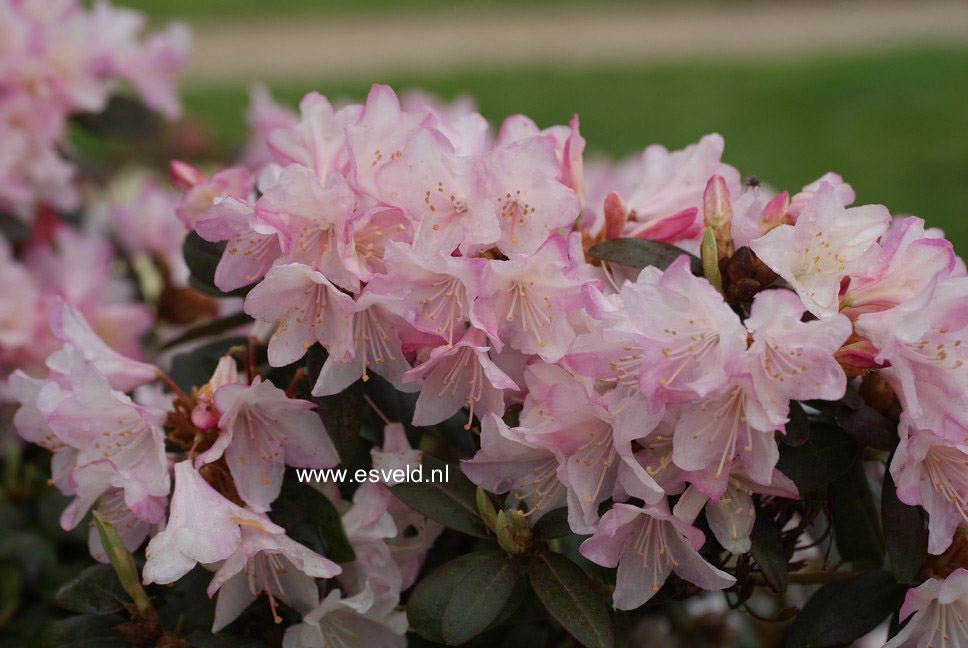 Rhododendron 'Ginny Gee'