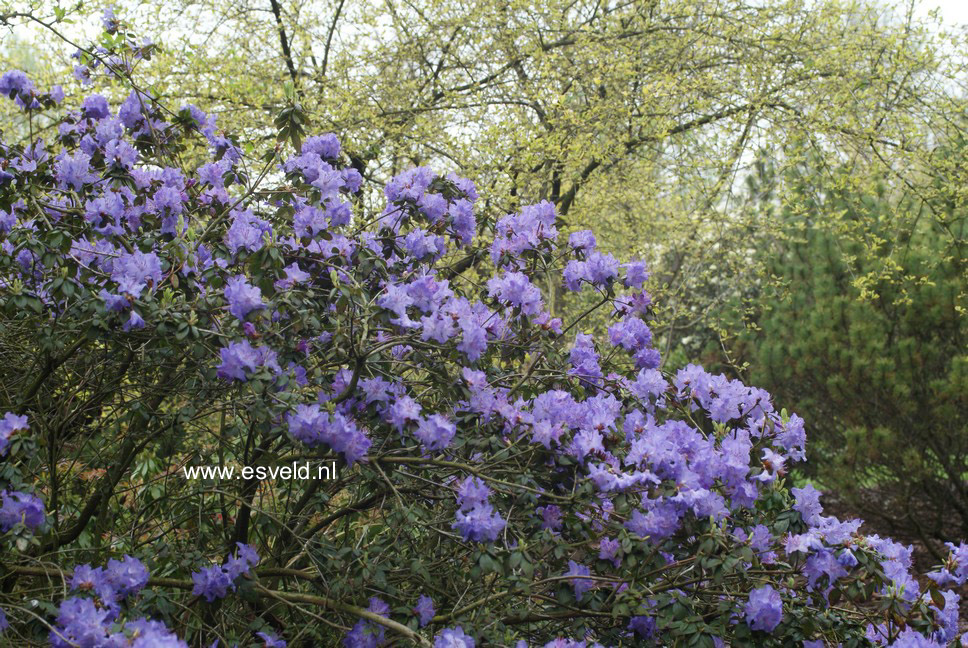 Rhododendron 'Blue Diamond'