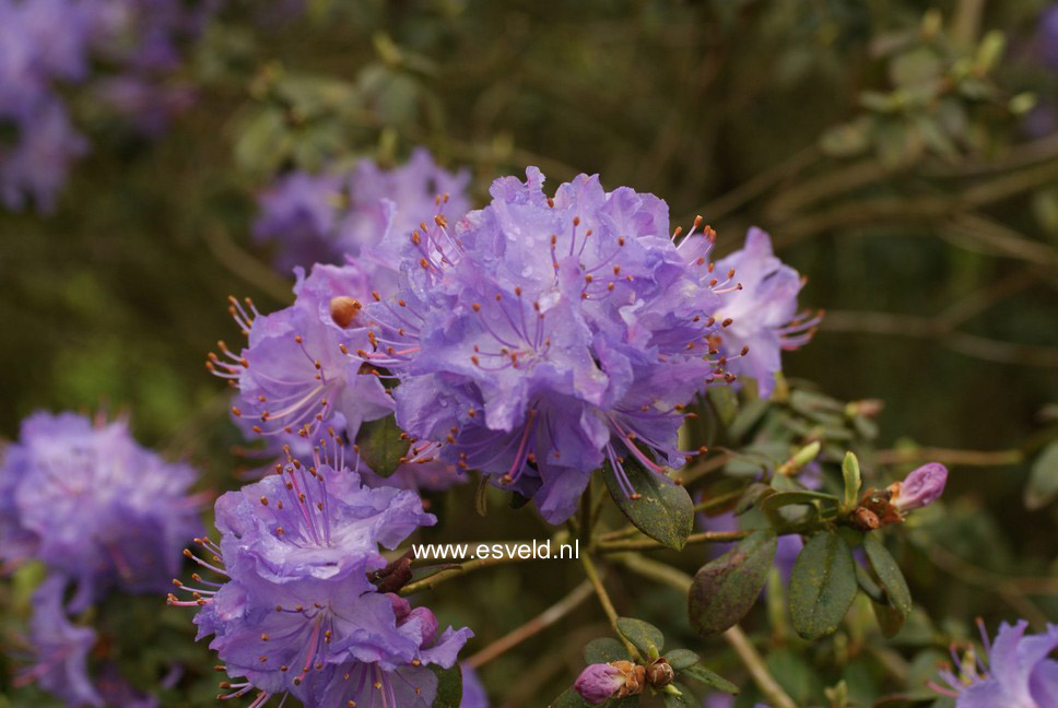 Rhododendron 'Blue Diamond'