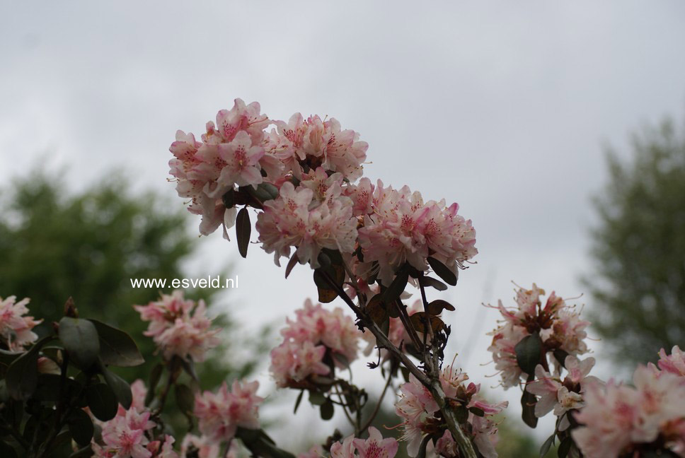 Rhododendron racemosum 'Apricot Beauty'