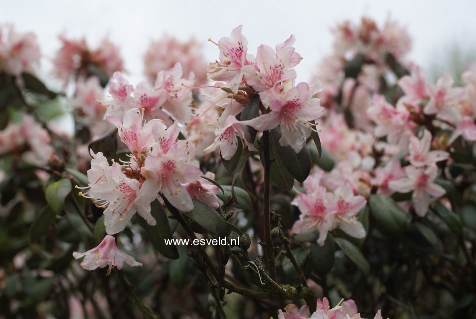 Rhododendron racemosum 'Apricot Beauty'