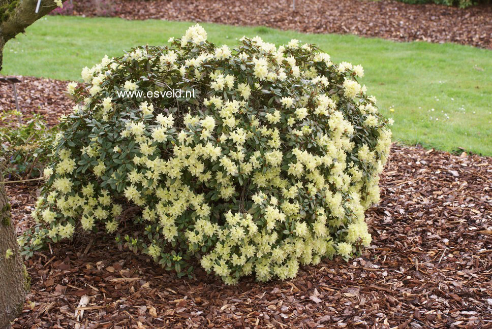 Rhododendron 'Princess Anne'