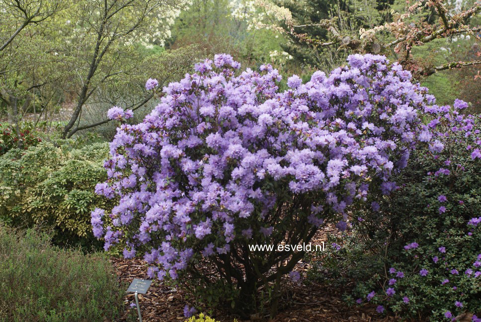 Rhododendron 'Blue Tit Magor'