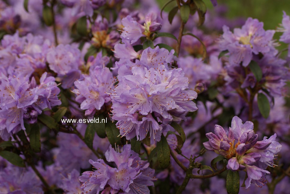 Rhododendron 'Blue Tit Magor'