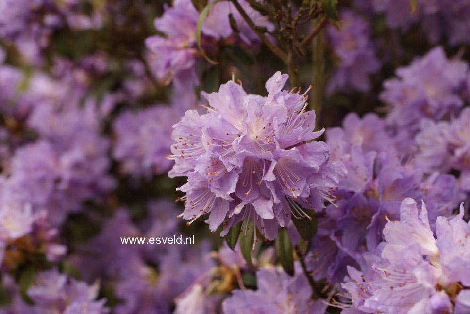 Rhododendron 'Blue Tit Magor'