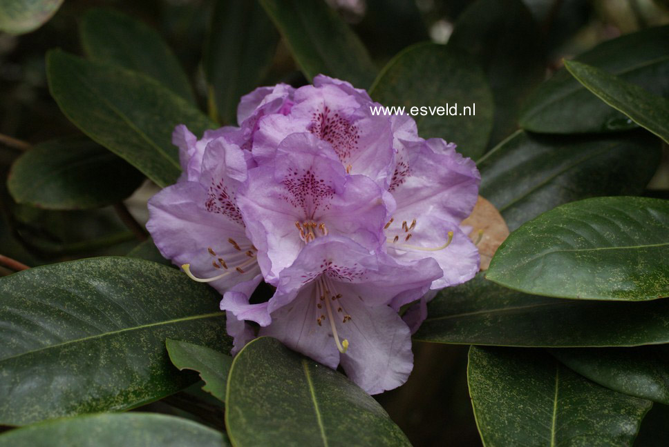 Rhododendron 'Susan'