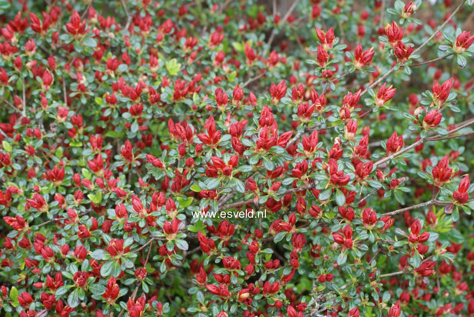 Azalea 'Red Pimpernel'