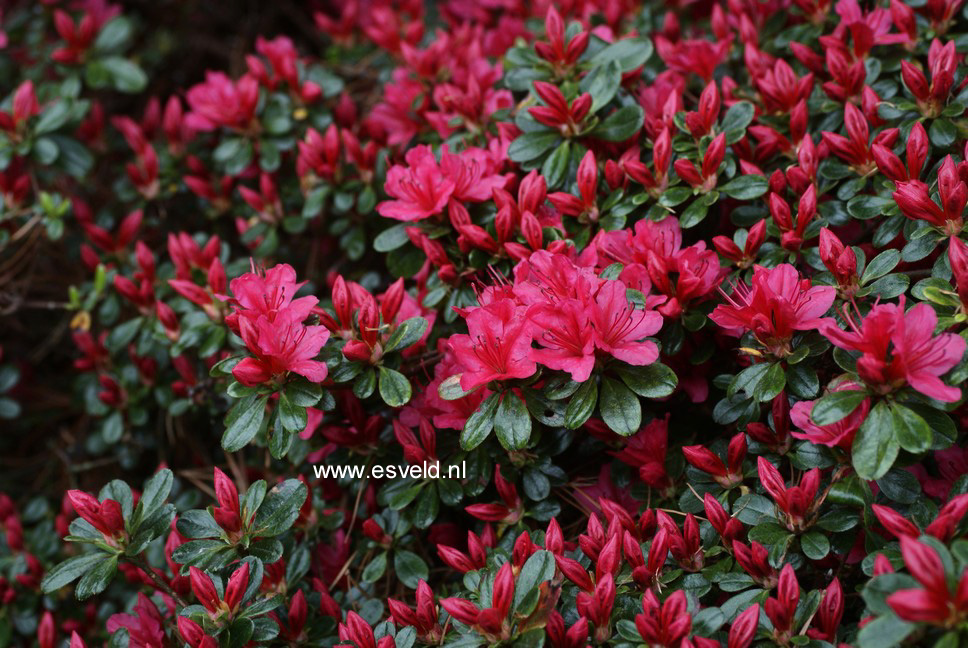 Azalea 'Hino Crimson'