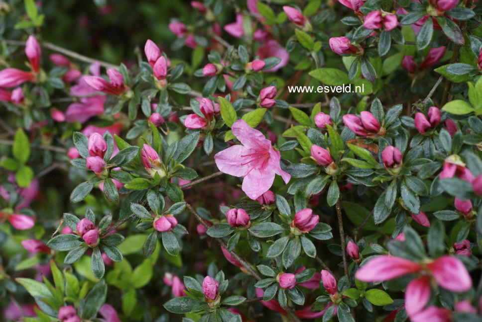 Azalea 'Madame van Hecke'