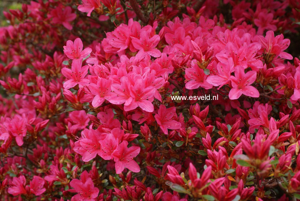 Azalea 'Hinode giri'