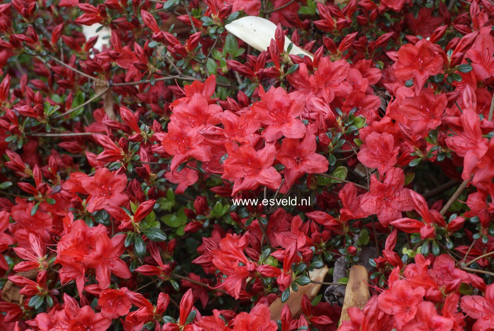 Azalea 'Stewartstownian'