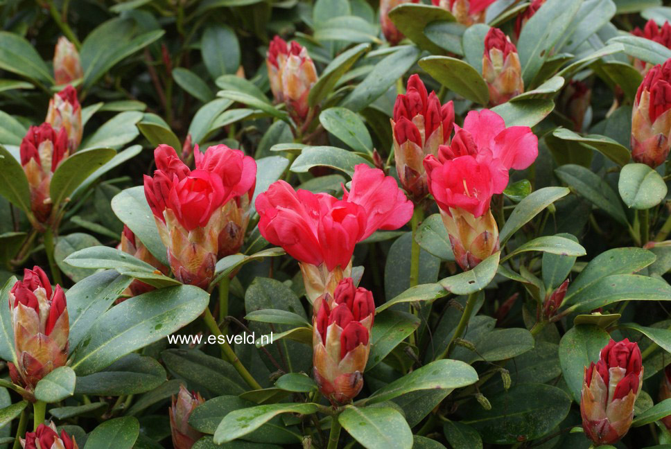 Rhododendron 'Lampion'