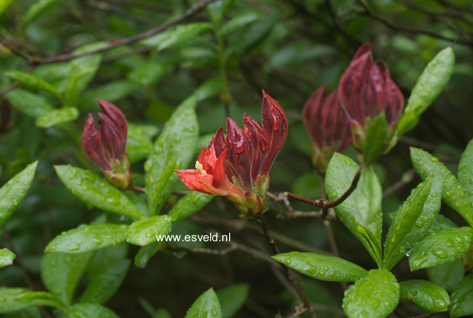 Azalea 'Satan'