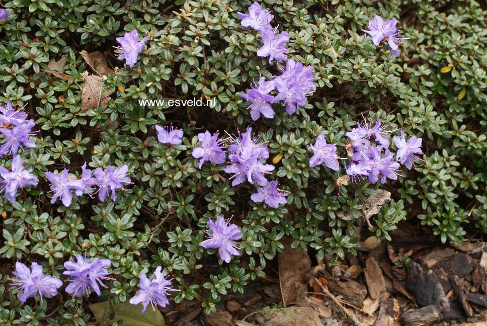 Rhododendron impeditum