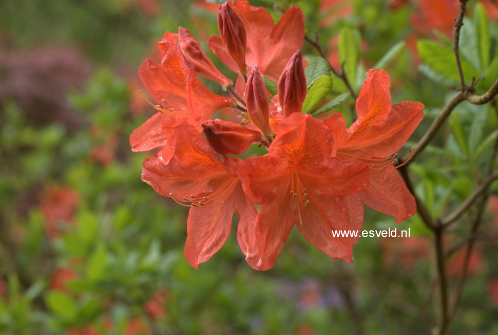 Azalea 'Dr. M. Oosthoek'
