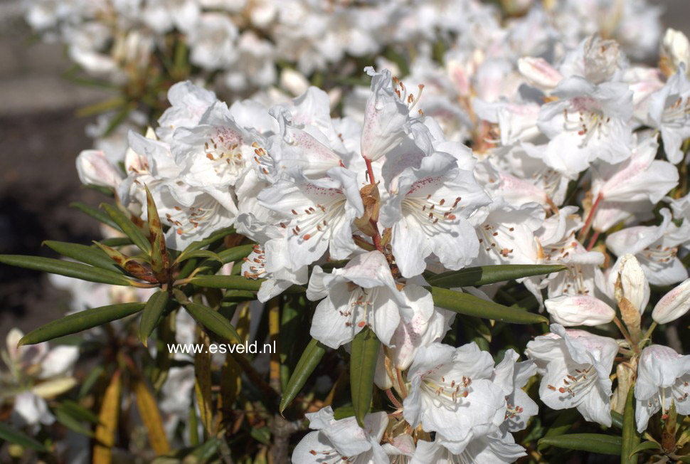 Rhododendron hyperythrum