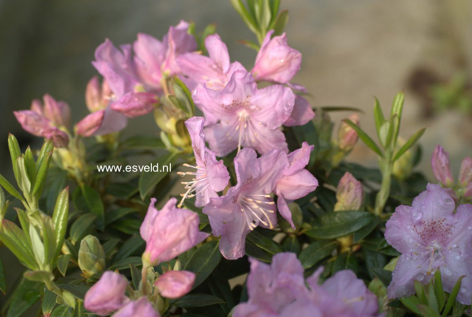 Rhododendron 'Robert Seleger'