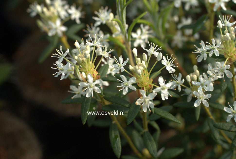 Rhododendron glandulosum