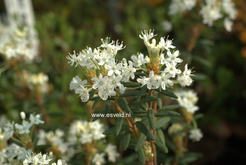 Rhododendron glandulosum columbianum