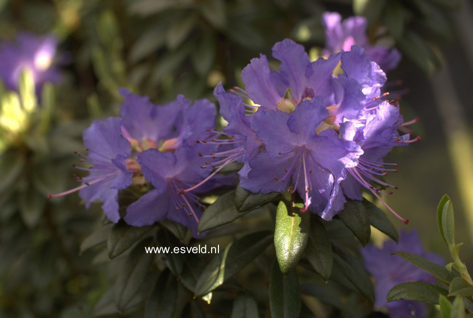 Rhododendron 'Blaumeise'