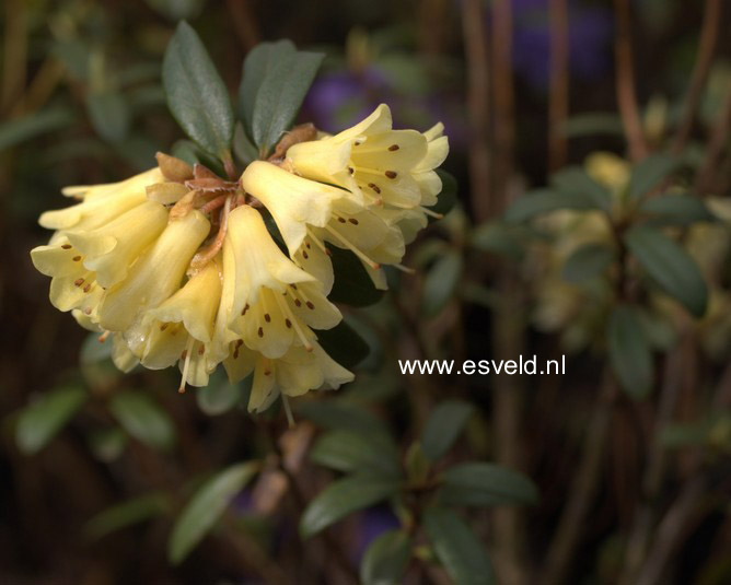 Rhododendron 'Yellow Hammer'
