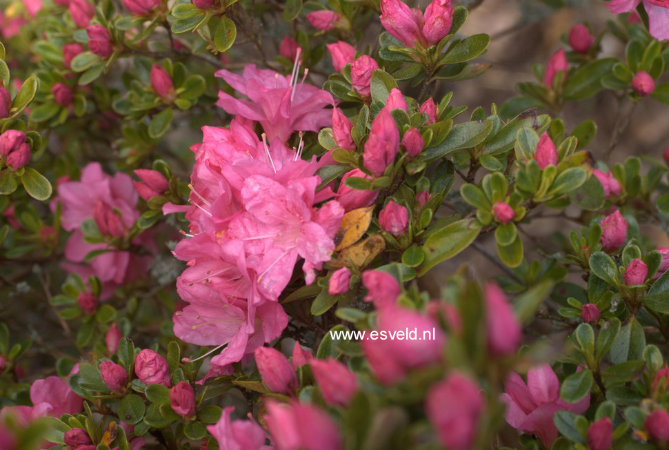 Azalea 'Cascade'