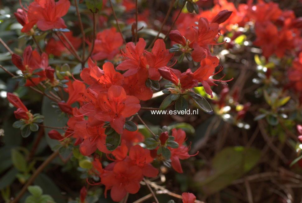 Azalea 'Stewartstownian'