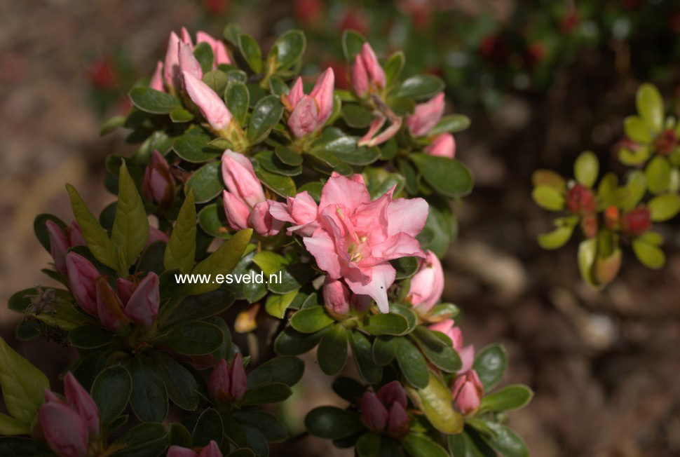 Azalea 'Mie no umi'