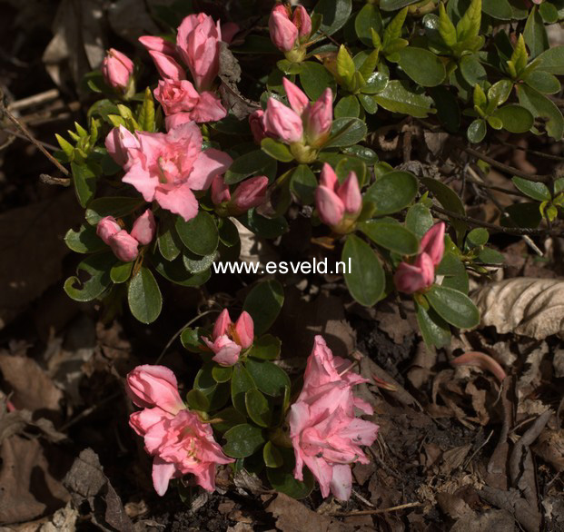 Azalea 'Mie no umi'