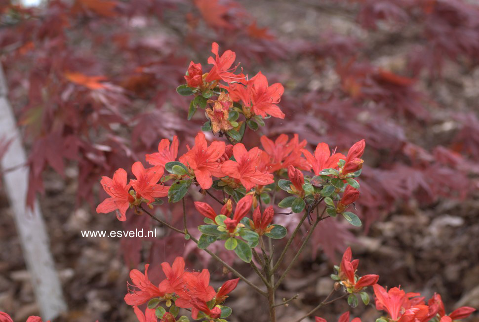 Azalea 'Rashomon'