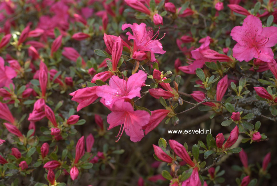Azalea 'Sakura tsukasa'