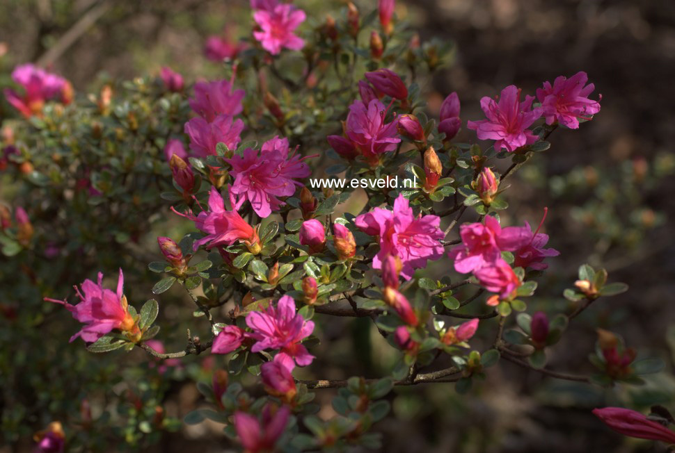 Azalea 'Amoena Leonardslee'