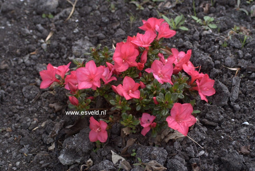 Plantentuin Esveld