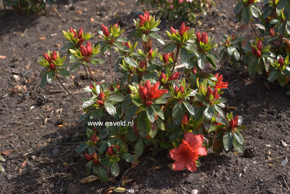 Azalea 'Ageeth'