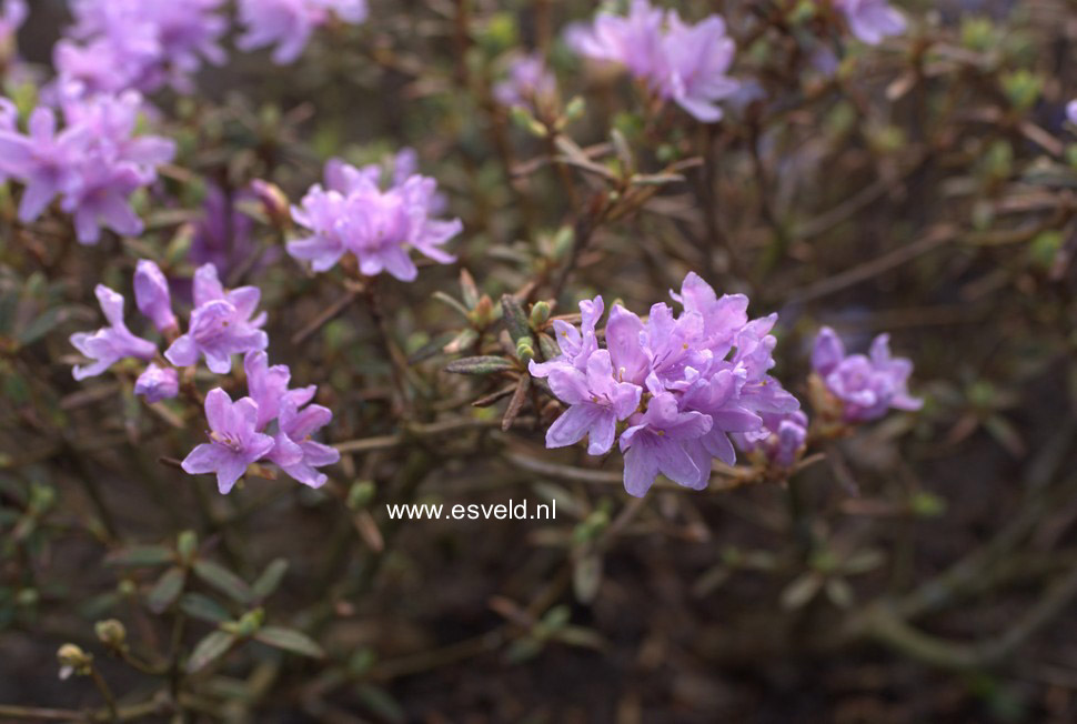Rhododendron 'Raisa'