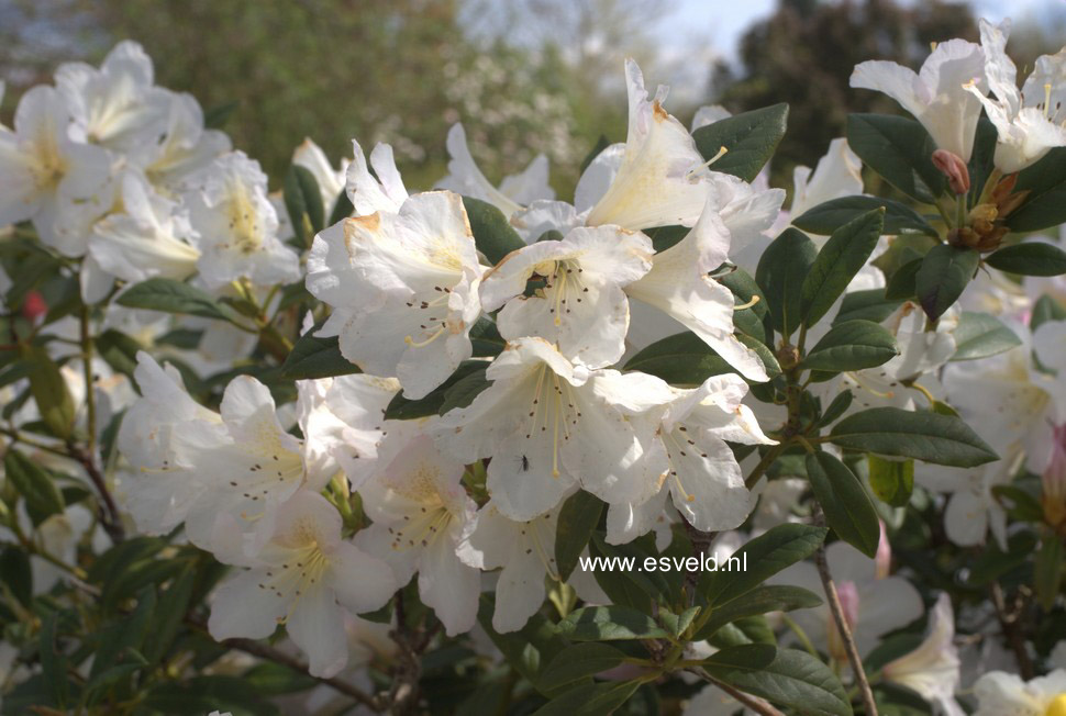 Rhododendron 'Silver Sixpence'