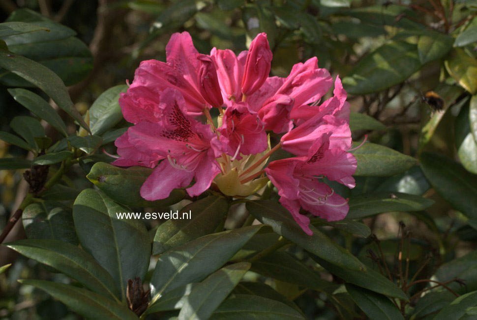 Rhododendron 'Cosmopolitan'