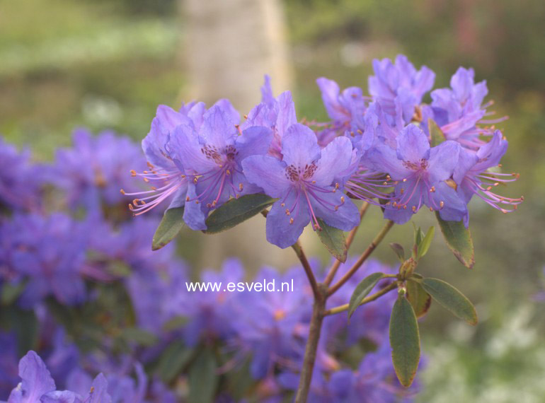 Rhododendron augustinii