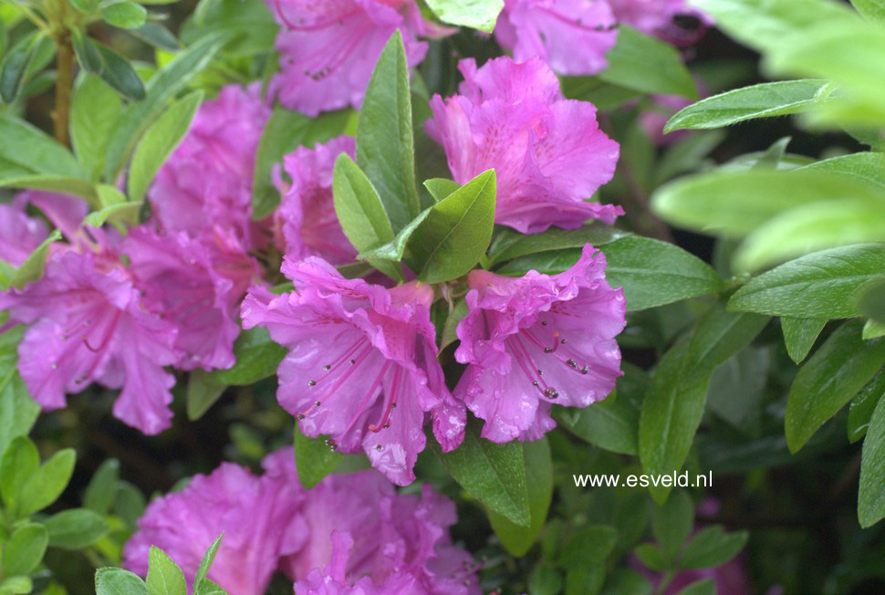 Azalea 'Purple Splendor'