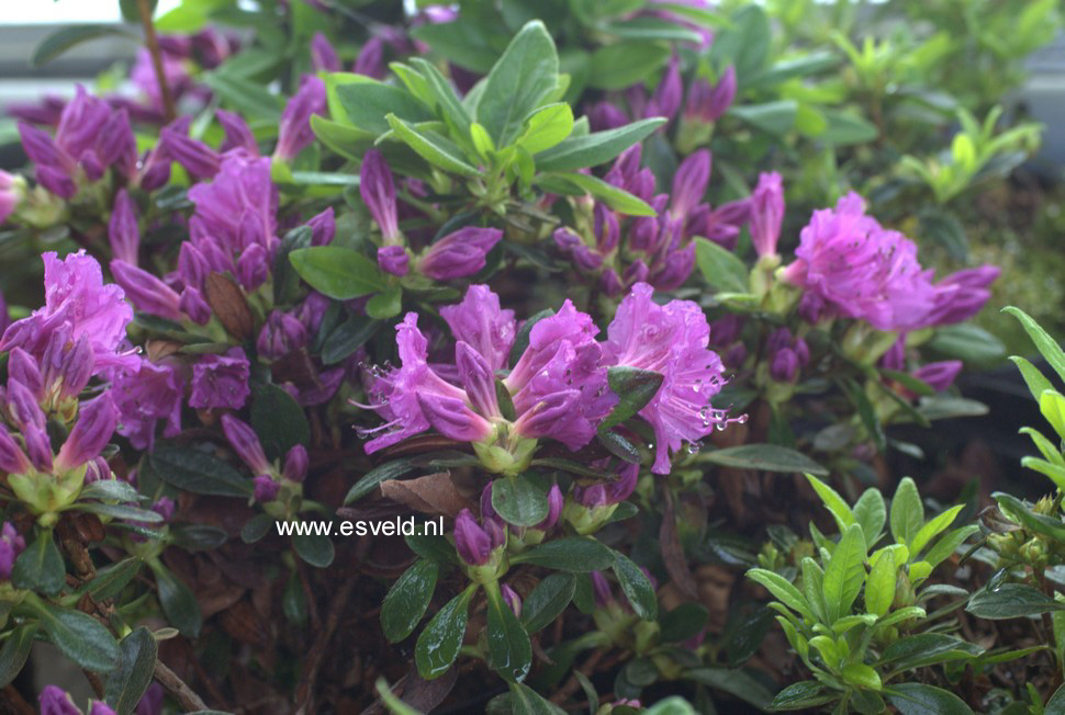 Azalea 'Königstein'