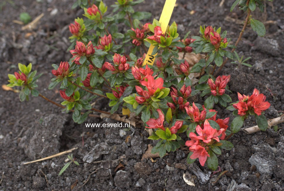 Azalea 'Wildenstein'